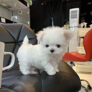 female mini-maltese puppy for sale