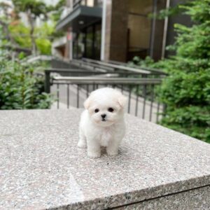 male mini maltese puppy for sale