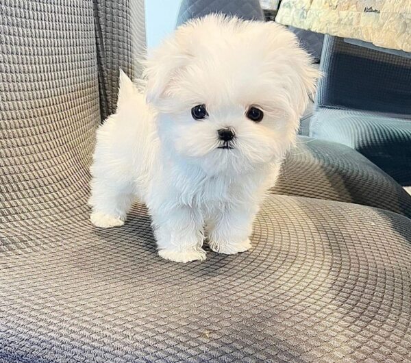 Male mini maltese puppy for sale