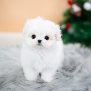 female mini maltese puppy for sale