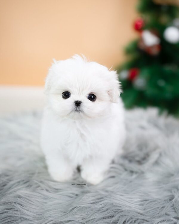 female mini maltese puppy for sale