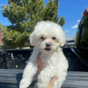 mini maltese for sale