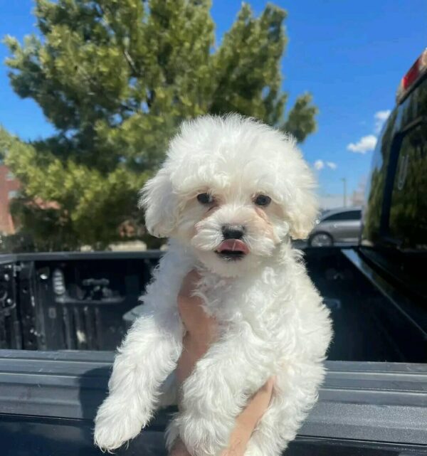 mini maltese for sale