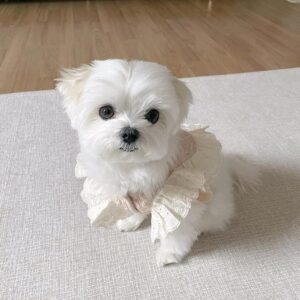 mini maltese for sale